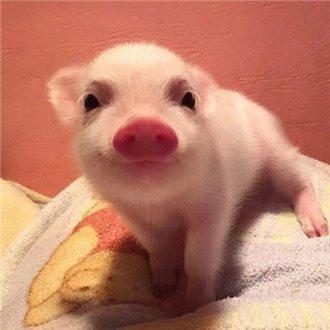 йõԣ⣺ԭɷݸٳɳ֮